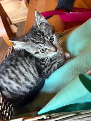 Babykatzen abgabebereit 