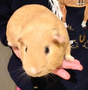 Schöne Meerschweinchen gesucht... ?