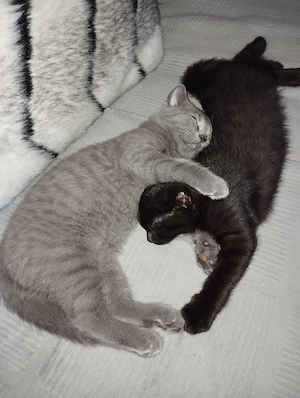 Bkh Kitten ein Mädchen abholbereit 
