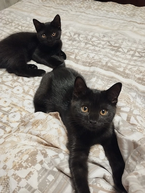 Bkh Kitten Farbe Schwarz ein Mädchen abholbereit 