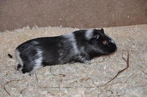 Zauberhafte Meerschweinchen unterschiedlichen Alters... Bild 3