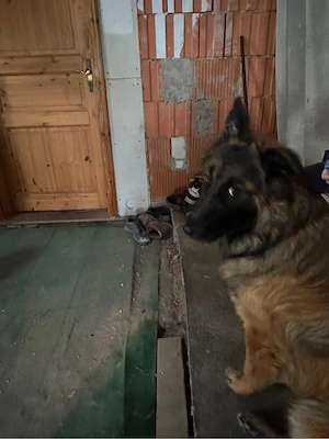 Deutscher und Belgischer Schäferhund Mischling