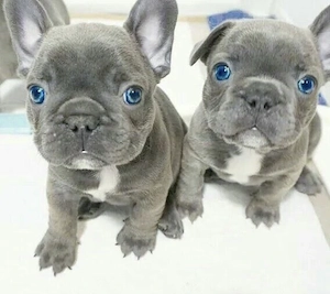 Französische Bulldoggen Welpen 