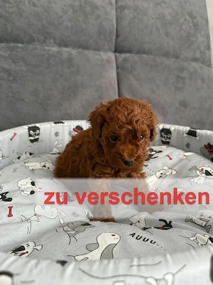 Wunderschöner Toy Pudel Mini Welpe sucht ein liebevolles Zuhause!