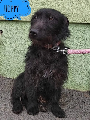 Hoppy, bezaubernder und wunderhübscher Dackel Terrier Mix Rüde