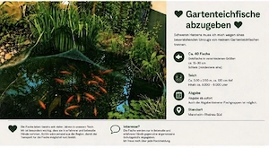 Gartenteichauflösung - Goldfische & Schleie in Mannheim