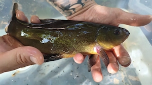 Gartenteichauflösung - Goldfische & Schleie in Mannheim Bild 2