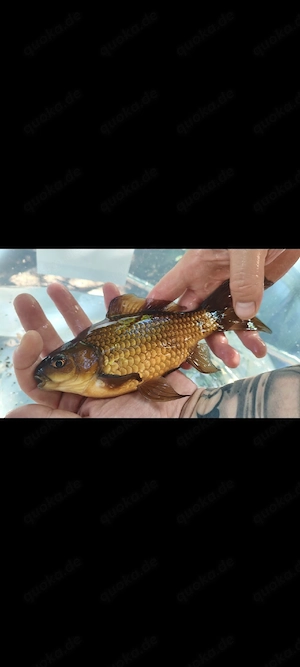 Gartenteichauflösung - Goldfische & Schleie in Mannheim Bild 5