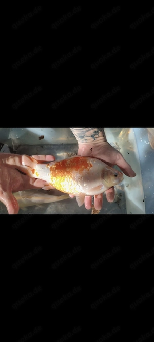 Gartenteichauflösung - Goldfische & Schleie in Mannheim Bild 4