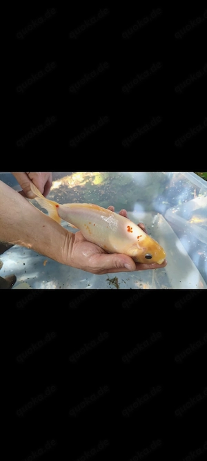 Gartenteichauflösung - Goldfische & Schleie in Mannheim Bild 3
