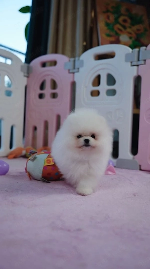 Wunderschöne Pomeranian Welpen   kleine Herzensbrecher