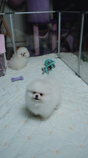 Wunderschöne Pomeranian Welpen   kleine Herzensbrecher
