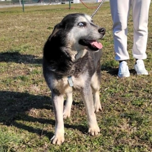 Shiva, wunderschöne Polarhund Mix Hündin Bild 2