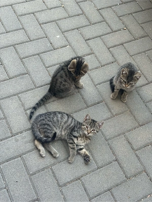 Zwei niedliche Katzenbabys abzugeben