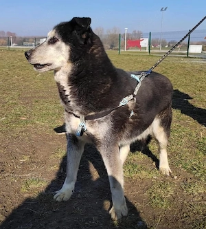 Shiva, wunderschöne Polarhund Mix Hündin Bild 6