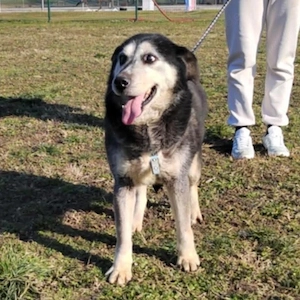 Shiva, wunderschöne Polarhund Mix Hündin Bild 3
