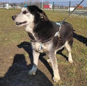 Shiva, wunderschöne Polarhund Mix Hündin Bild 5