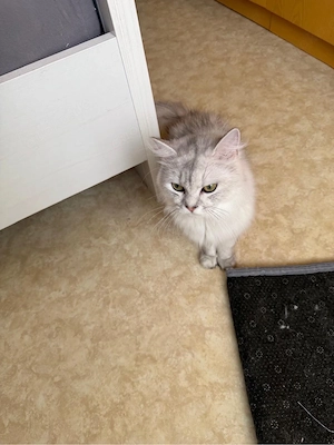 Perserkatzen