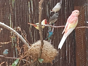 Schmetterlingsfinken 