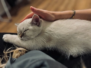 britishkurzhaar Katze 