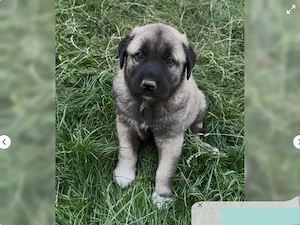 Reinrassige Kangal Welpen