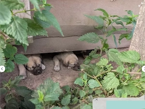 Reinrassige Kangal Welpen
