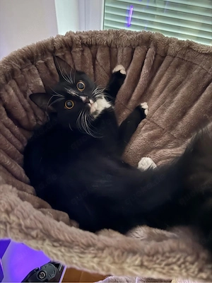 Maine Coon Mix Kätzin