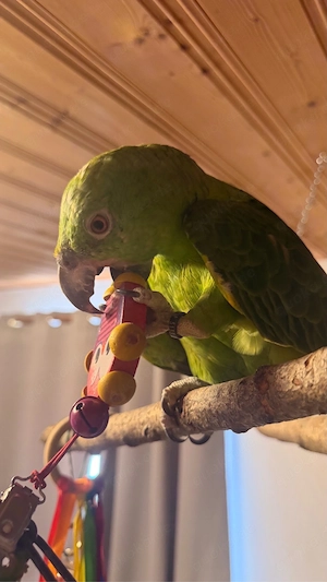 Gelbnacken amazone 