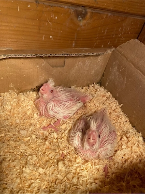  nymphensittich baby 