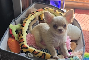 Verkaufe: Reinrassigen Langhaar Chihuahua Welpen