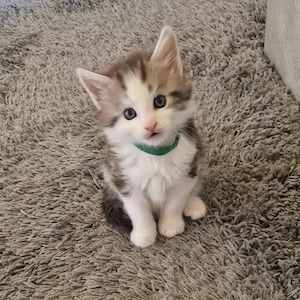 4 Main Coon kitten ( Kater)