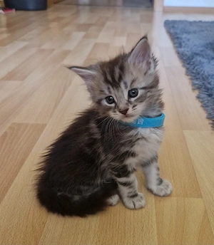3 Main Coon kitten ( Kater)