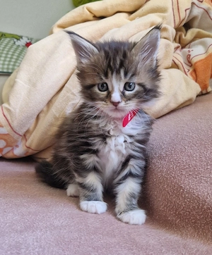 3 reinrassige Main Coon kitten 