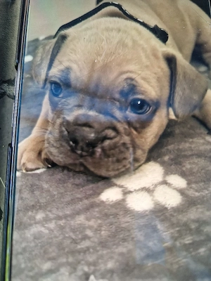 Französische Bulldogge Welpe 