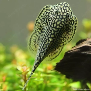 Schmetterlings Flossensauger - Sewellia Lineolata je nur 5,95