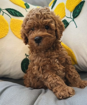 Hunde, Toy Pudel