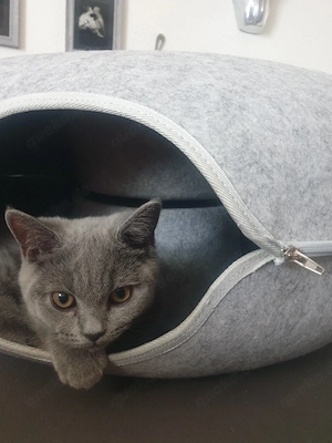 Katerchen gesucht 