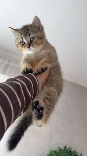auszugsbereit bkh katzen mädchen 