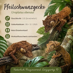 2.0 Uroplatus ebenaui Pfeilschwanzgecko