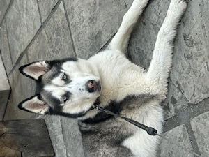 Sibirische Husky sucht Zuhause 