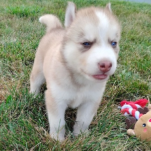 Lernen Sie Ihren neuen besten Freund kennen   Siberian-Husky-Welpen