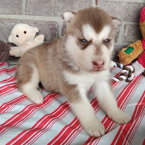 8 Wochen alte Siberian-Husky-Welpen (Rüde und Hündin) suchen ein Zuhause für immer
