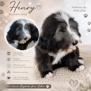 Welpen Bearded Collies