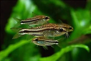 Zwergpanzerwels - Corydoras pygmaeus je nur 2,40
