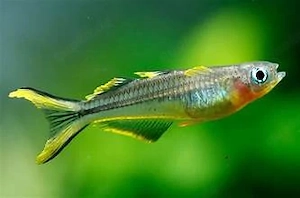 Pseudomugil furcatus (früher Popondetta furcata) je nur 2,50