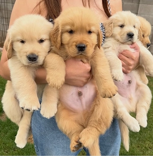 Golden Retriever Welpen