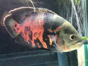 20 cm oscar 30 cm welse 