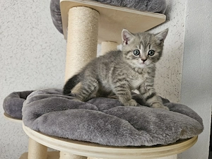 Wunderschönen BKH Kitten 