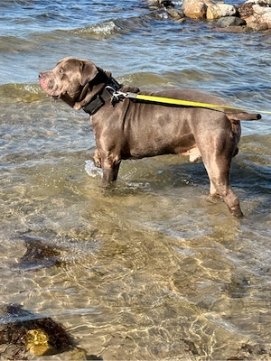American Bully XL mit ABKC 