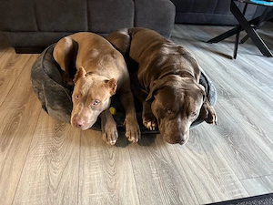 American Bully XL mit ABKC 